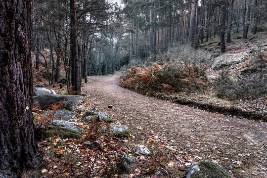 Camino entre los pinos