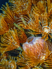 Split crowned tubework in closeup