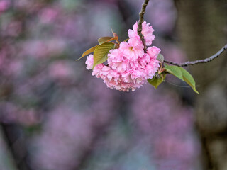 Central Park in spring, Cherry Blossoms