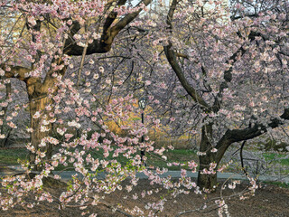 Central Park in spring