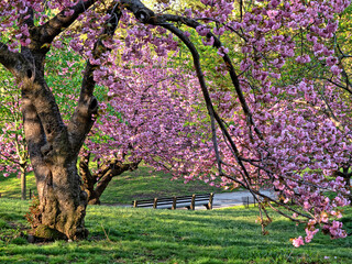 Central Park in spring