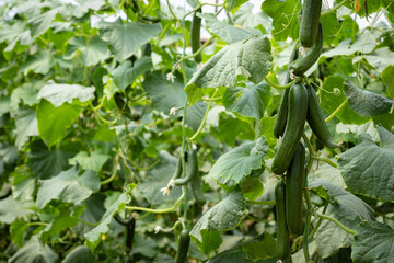 Green cucumbers growing on vines in a spacious greenhouse, representing healthy organic farming, cultivation, and fresh produce for market consumption