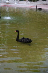 Duck Floating On The Lake