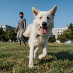White dog playing in park with adult male on sunny day