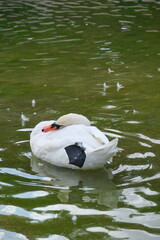 Duck Floating On The Lake