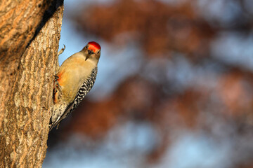 Red bellied woodpecker perched on tree inflight against blurry winter background. 