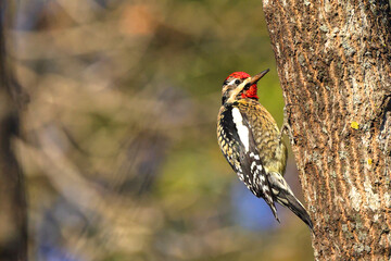 Yellow bellied sapsucker woodpecker perched on tree, against blurry winter background. 