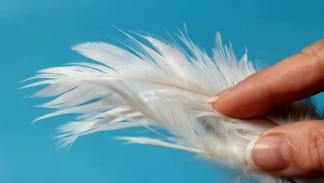 soothing 4K close up macro view focusing on delicate soft texture of white fea r gently touching surface of deep blue background abstractly representing concepts of lightness softness and fur