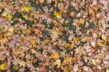 yellow dry maple foliage lying on the ground during leaf fall