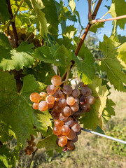 sunlit red grapes on vine in vineyard during harvest