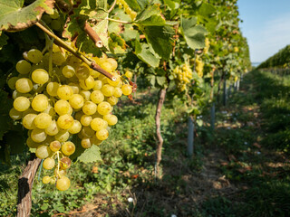 golden white grapes in vineyard row during harvest season