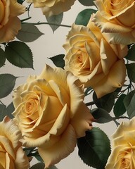 Golden Yellow Rose Macro On White Background Symbol Of Friendship and Joy