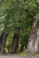 Fototapeta premium a narrow paved alley in the park between ancient oak trees in windy weather, wide trunks of oak trees growing along the walkway