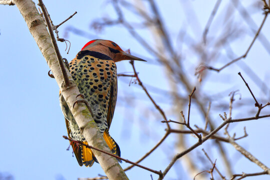 Northern flicker woodpecker perched in barren tree in winter. 