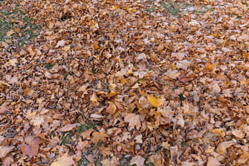 the old maple leaves that have long since fallen to the ground which have turned rusty orange, the ground strewn with maple leaves in the park with deciduous trees