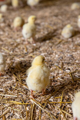 cute fluffy yellow chickens for growing meat breeds, small chickens covered with yellow fluff on sawdust in the poultry farm building, the chickens are about three days old