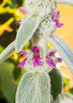 Stachys byzantina aka Lamb's ear in bloom, small pink flowers. Sao Francisco de Paula, South of Brazil
