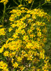 Senecio brasiliensis in bloom, beautiful yellow flowers - Sao Francisco de Paula, South of Brazil