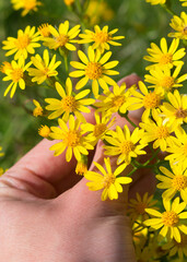 Senecio brasiliensis in bloom, beautiful yellow flowers - Sao Francisco de Paula, South of Brazil