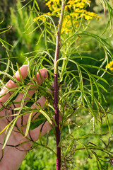 Senecio brasiliensis purple stem detail - Sao Francisco de Paula, South of Brazil