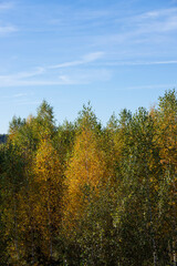 Fototapeta premium colorful foliage of trees, yellow foliage of birch trees in the autumn season before sunset in the evening, beautiful foliage of trees before leaf fall