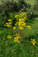 Senecio brasiliensis in bloom, beautiful yellow flowers - Sao Francisco de Paula, South of Brazil