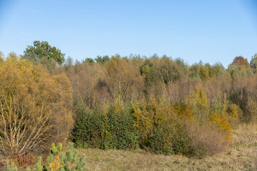 Obraz premium deciduous trees with yellow and orange foliage during leaf fall at sunset, autumn beautiful landscape with different types of trees during sunset, calm weather without wind