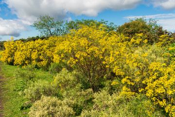 Field full of Senecio brasiliensis in bloom, beautiful yellow flowers - Sao Francisco de Paula, South of Brazil
