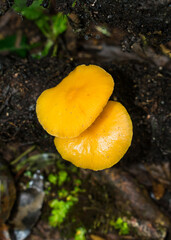 Heimiomyces tenuipes wild mushroom in Sao Francisco de Paula, South of Brazil