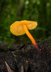 Heimiomyces tenuipes wild mushroom in Sao Francisco de Paula, South of Brazil