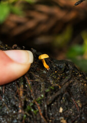 Heimiomyces tenuipes wild mushroom in Sao Francisco de Paula, South of Brazil