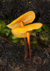 Heimiomyces tenuipes wild mushroom in Sao Francisco de Paula, South of Brazil