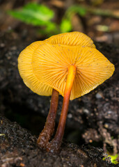 Heimiomyces tenuipes wild mushroom in Sao Francisco de Paula, South of Brazil