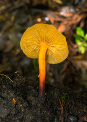 Heimiomyces tenuipes wild mushroom in Sao Francisco de Paula, South of Brazil
