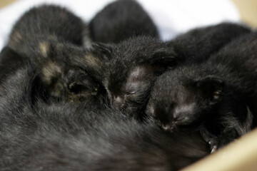 Obraz premium Breastfeeding Kitten