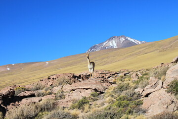 Vicunha no deserto do Atacama