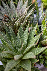 Fototapeta premium Close Up of Cactus and Succulent Plant Textures