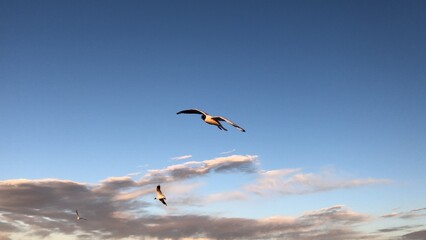 Naklejka premium Aves no deserto do Atacama