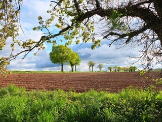 Treelined ploughed field in a Rural landscape in springtime, Niort, Deux-Sevres, Nouvelle-Aquitaine, France