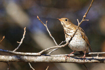 Hermit thrush, brown and white speckled warbler bird perched in barren tree, against blurry red background. 