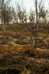 Arctic birch trees in Norwegian tundra landscape