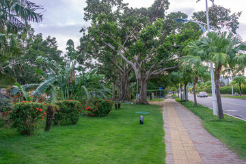 Picturesque pedestrian walkway in tropical city with lush green trees, palms and blooming bushes along the road under soft evening sky, urban landscaping and infrastructure concept.