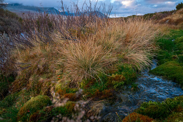 Tundra wetland with flowing stream and grasses in Rondane