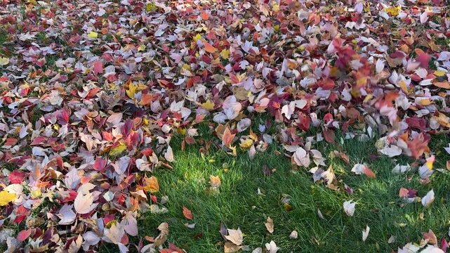 A leaf blower being used to clear colorful autumn leaves from a lawn 