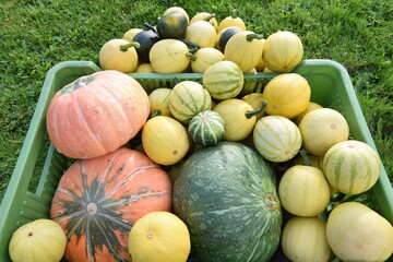 Assorted pumpkins and squashes harvested in a green plastic crate on grass