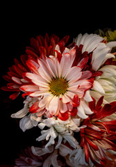 Pretty red and white chrysanthemum flowers. © Yevgeniy