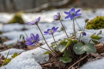 Purple Flowers Grow Through Melting Snow in a Forest During Spring