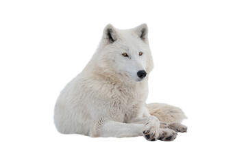 Arctic wolf lying isolated on white background