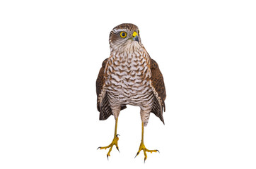  sparrowhawk (accipiter nisus) isolated on white background