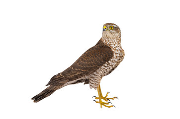 sparrowhawk (accipiter nisus) isolated on white background